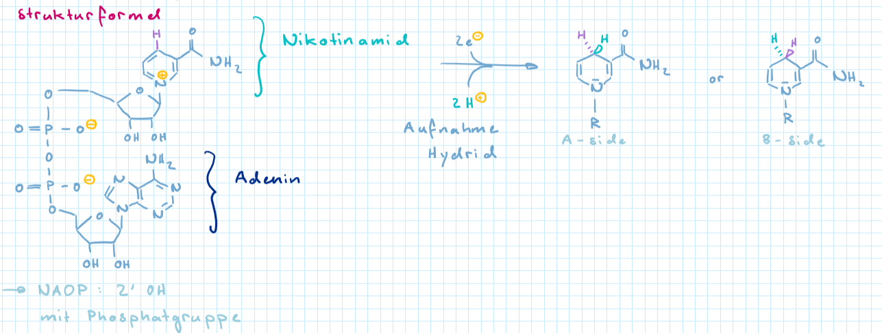 <p>NAD+(oxidiert), NADH (reduziert)</p>