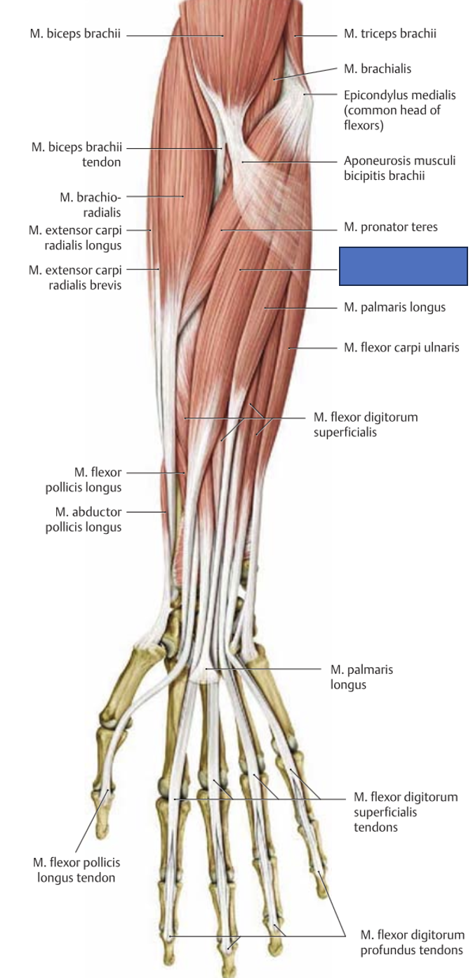 <p>m. flexor carpi radialis → painutab ja abdutseerib rannet</p>