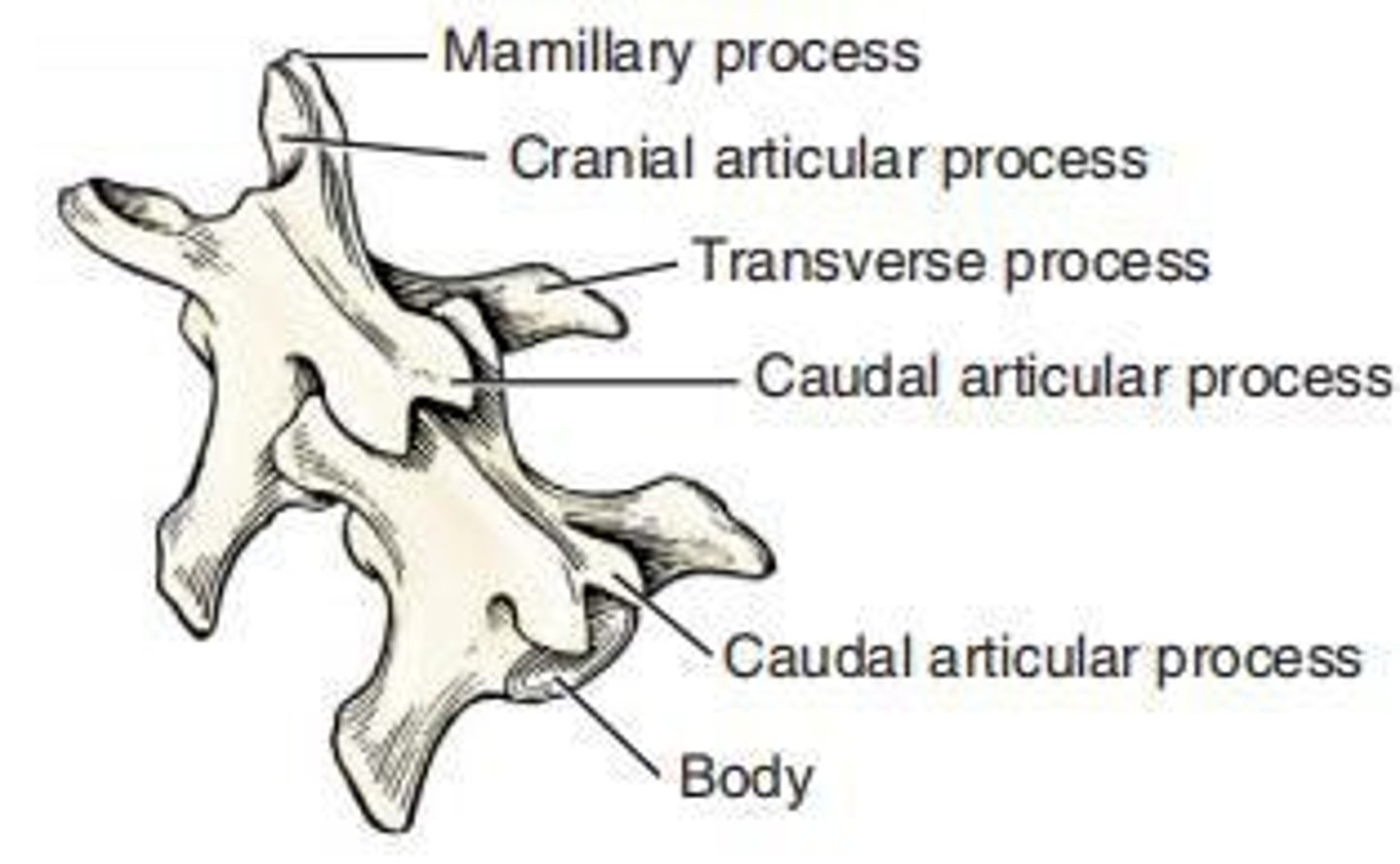 <p>Bones with varied functions such as support and ligament attachment, exemplified by vertebrae.</p>