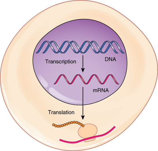 <ul><li><p>process of making proteins</p></li><li><p>involves transcription and translation</p></li></ul><p></p>