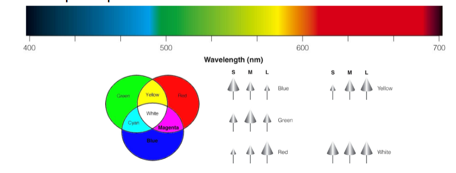<p>three cone types that are sensitive to different ranges of wavelengths </p><p>combinations of responses across all 3 cones types lead to perception of all cones (*need to know what all 3 cone’s wavelength is to determine color)&nbsp;</p>