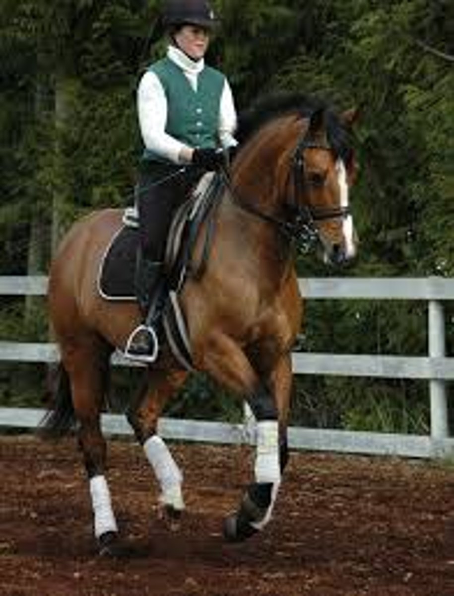 <p>(lope, gallop) 3-beat gait (left leg lead) in english entire</p>