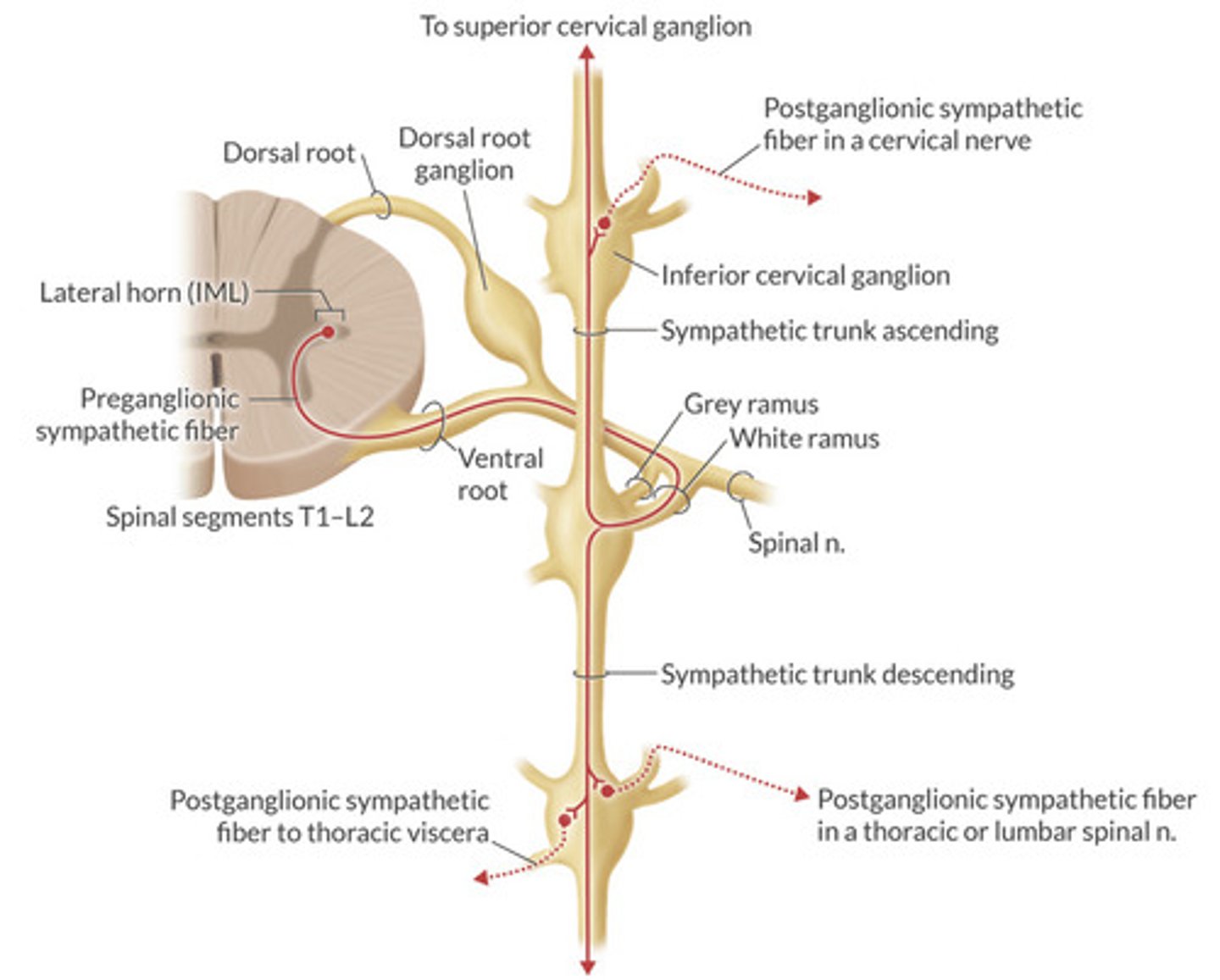 <p>Exit spinal cord</p><p>—>preganglionic neuron enters into white rami</p><p>—>ascends or descends in sympathetic trunks</p><p>—>synpases on spinal level of where it will exit</p><p>—>post ganglionic neuron exit through grey rami</p><p>—>synapse on effector.</p>
