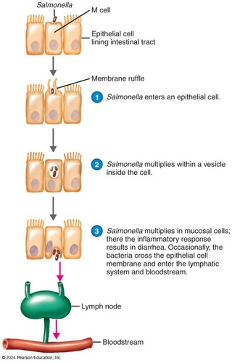 <p>Salmonella enterica</p>