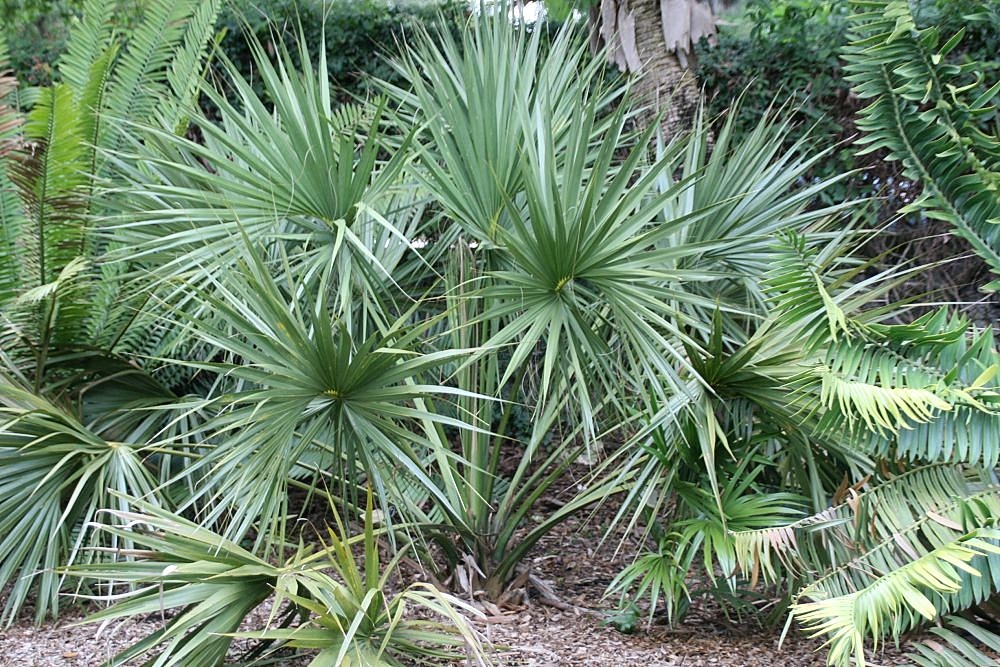 <p>Scrub palmetto </p>