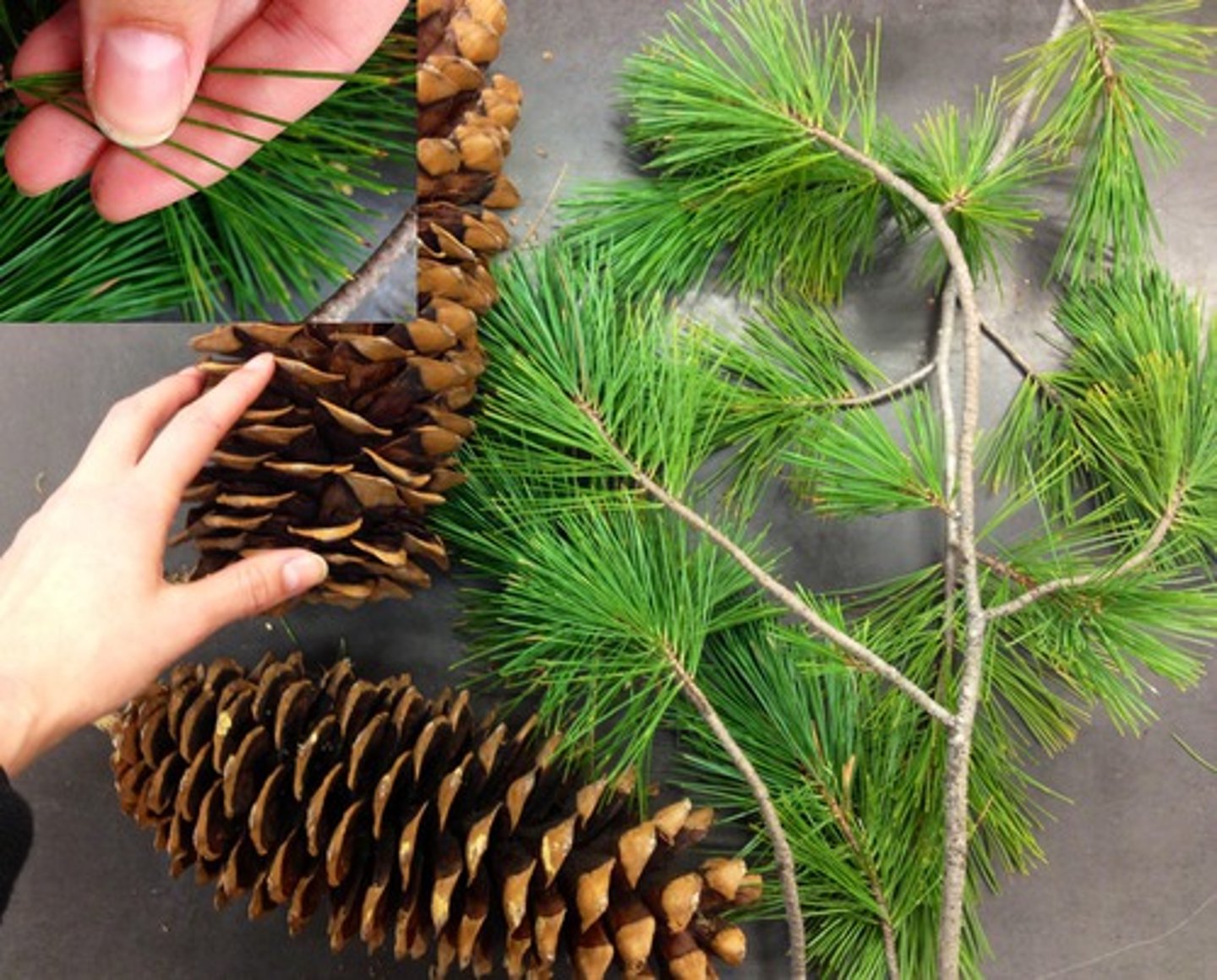 <p>- soft pine</p><p>- fascicles: 5s</p><p>- needles: long</p><p>- cones: MASSIVE (length)</p>