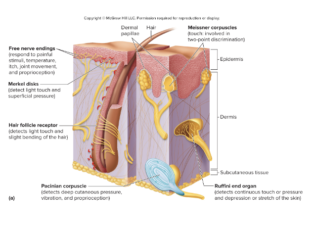 <ul><li><p>Simplest structure</p></li><li><p>Most common sensory receptor</p></li><li><p>Unspecialized neuronal branches similar to dendrites</p></li><li><p>Distributed throughout most parts of the body</p></li><li><p>Abundant in epithelial and connective tissues</p></li><li><p>Detect pain, temperature, itch, movement&nbsp;</p></li></ul><p></p>