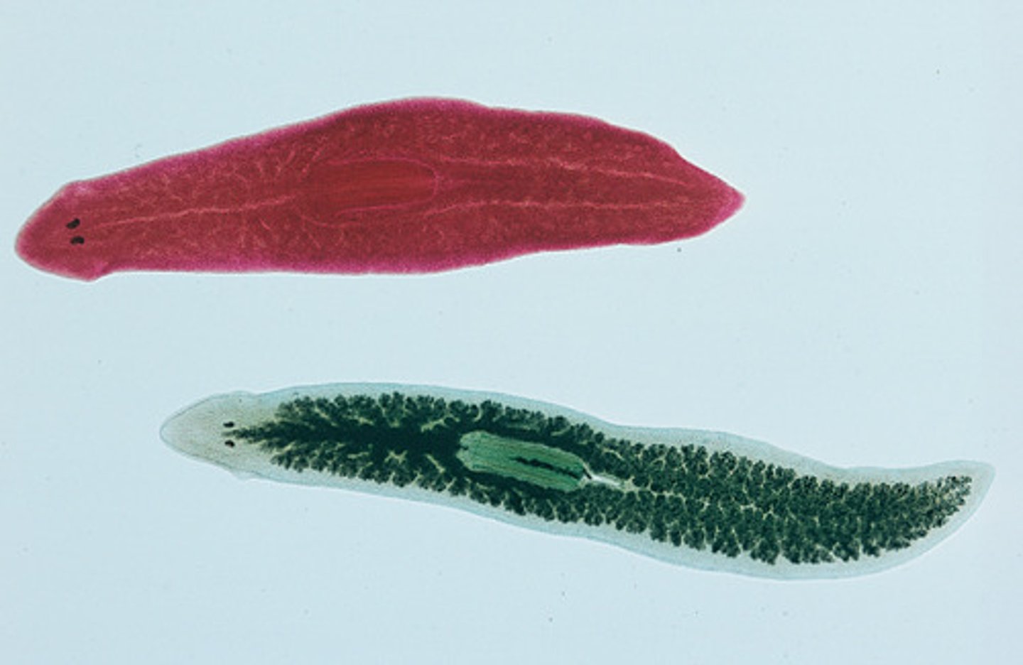 <p>flatworms</p>