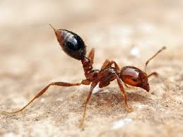 <p>Aggressive behavior, venomous sting, and the ability to form floating rafts during floods.</p><ul><li><p>Seed harvesting (like harvester ants)</p></li></ul><p></p>