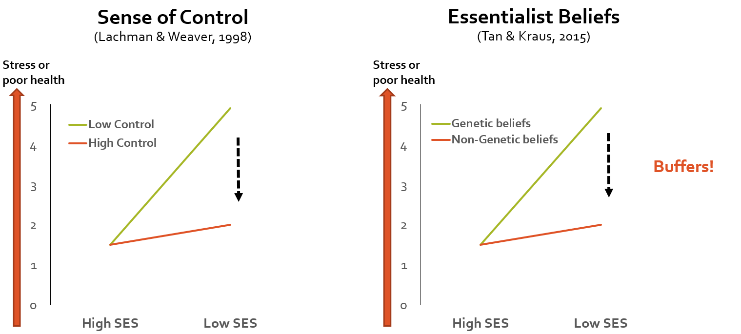 <ul><li><p>protective factors that reduce stressors leading to poor health</p><ul><li><p>social support</p></li><li><p>psychological beleifs (sense of control, optimism, non essentialist (genetic) beleifs</p></li><li><p>resilience strategies (shift and persist)</p></li></ul></li><li><p>some low ses individuals do not show health deficits and have comaprable health with high ses</p></li><li><p>can identofy psychological inteventions and policies to reduce ses disparities in health </p></li></ul><p></p>