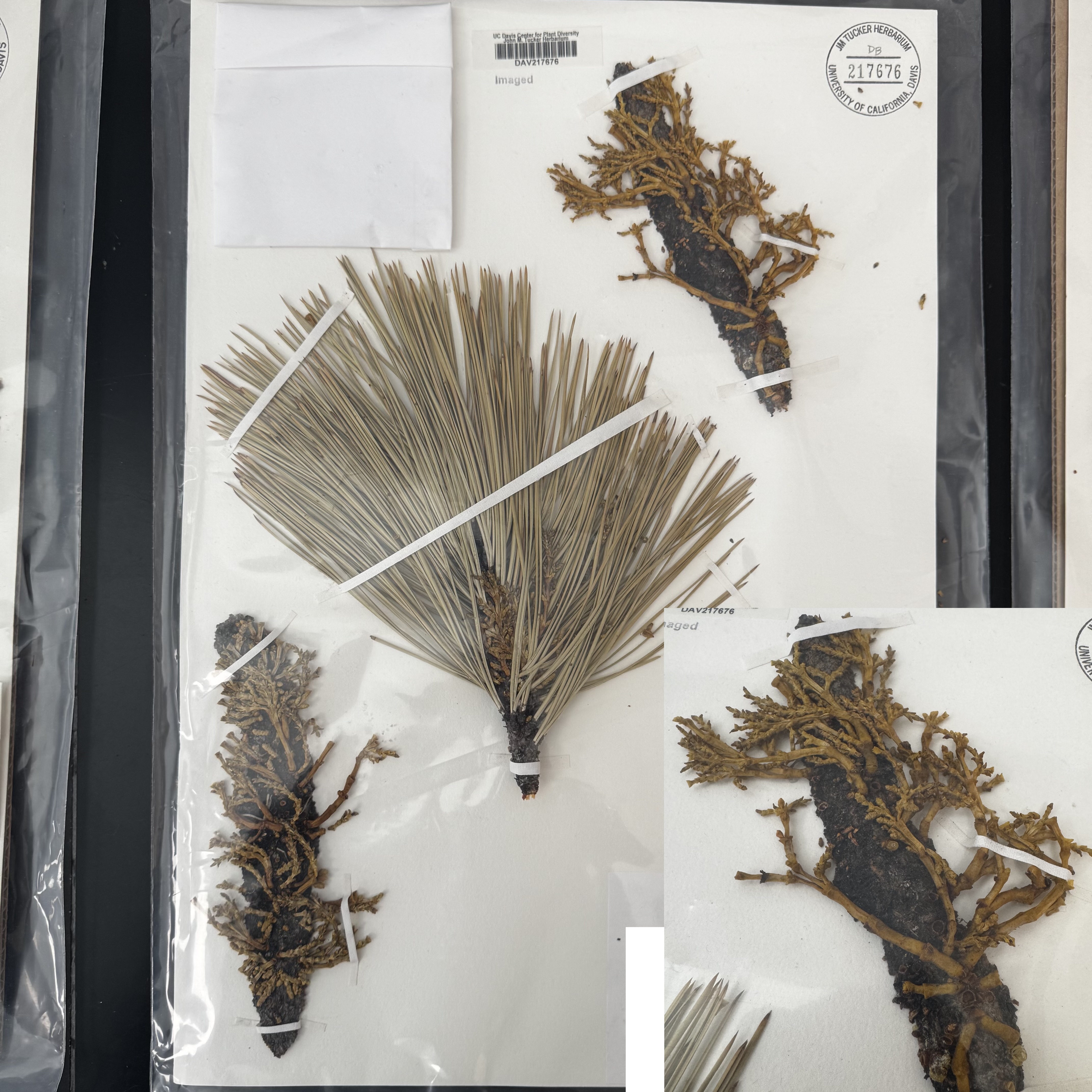 <p>What order, family, and genus?</p>