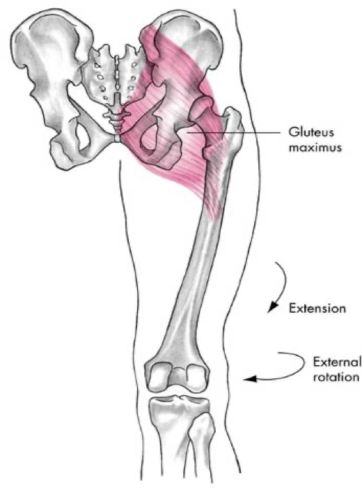 <p>posterior compartment (gluteals)</p>