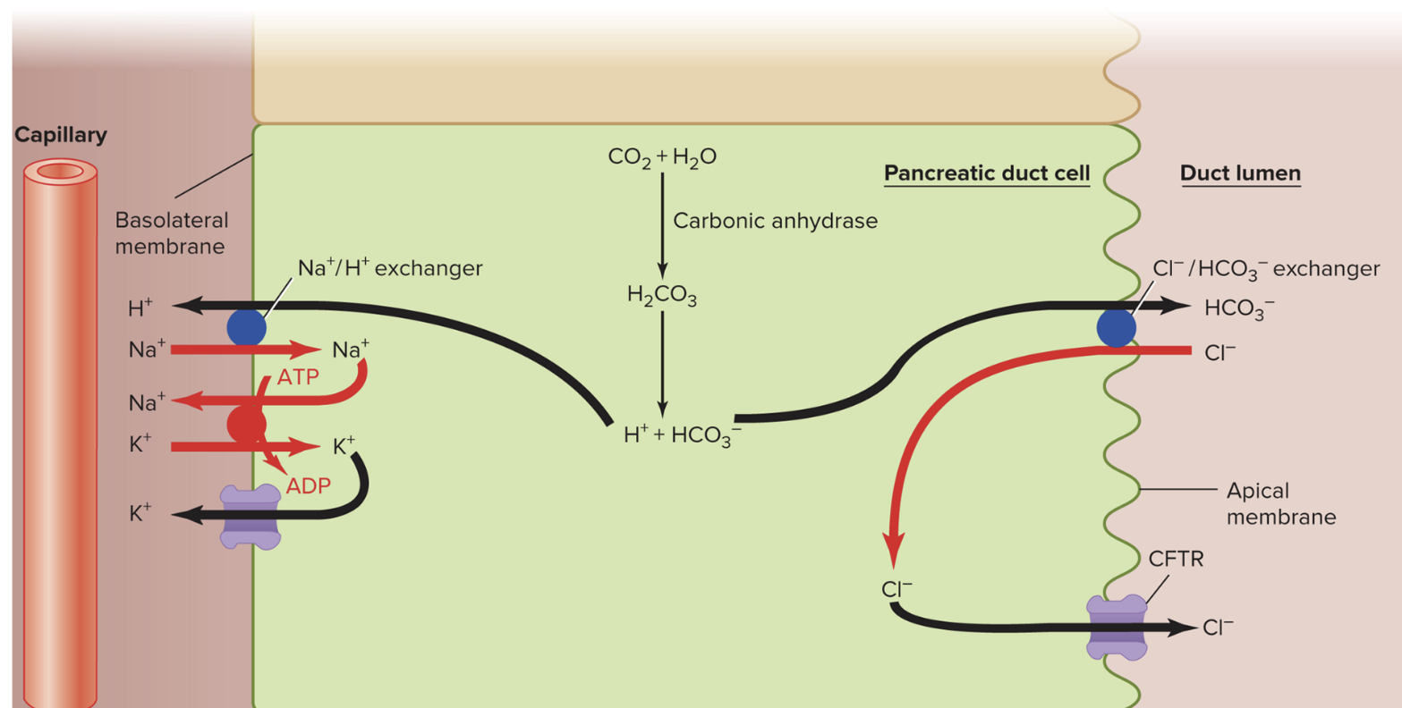 Ion-transport pathways in pancreatic duct cells. (CFTR = cystic fibrosis transmembrane conductance regulator)