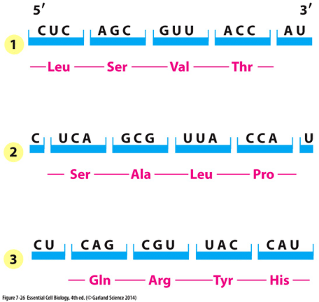 <p>3 reading frames, only one of these reading frames encodes the actual message because the other ones don't have start codon or encounter stop codons too quickly</p>