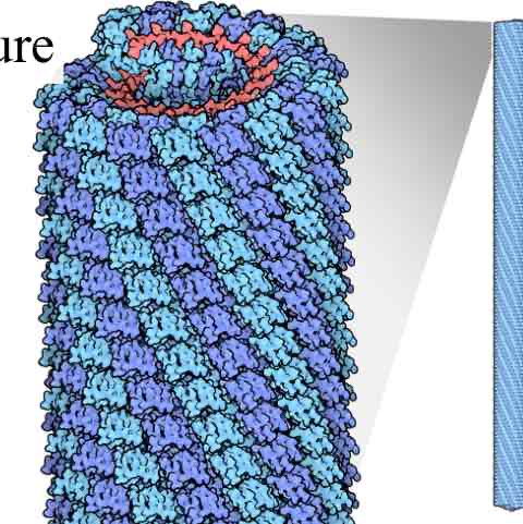 <p>Tobacco mosaic virus</p>