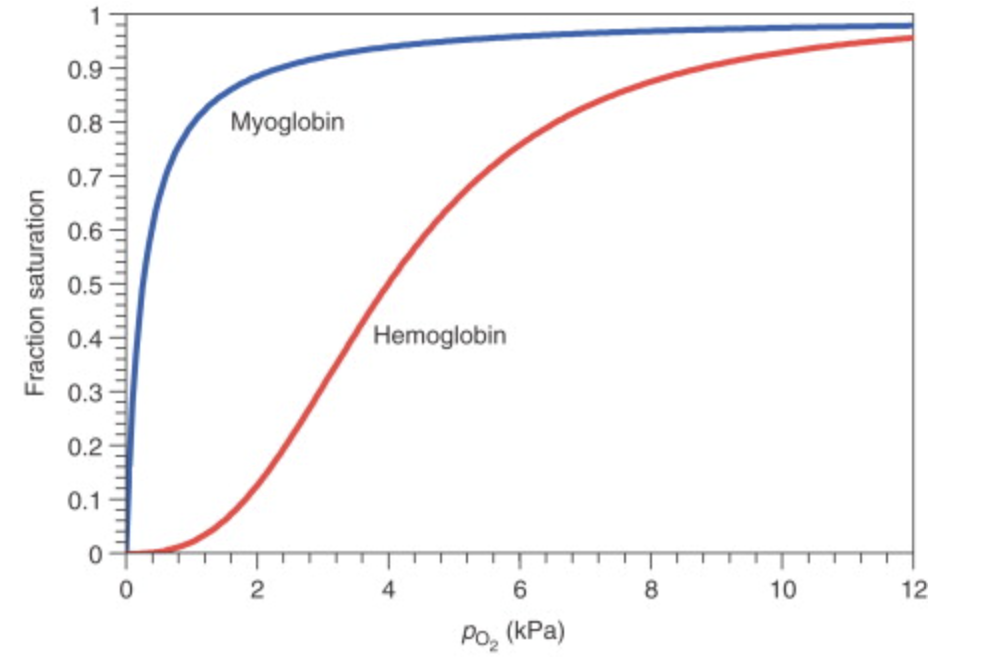 <p>Above is a dissociation graph of hemoglobin and myoglobin, two proteins capable of binding oxygen. Hemoglobin (show as the red curve) dissociates carbon monoxide (CO), a toxic gas, about 200 times less than it does oxygen. What would the curve for <span><u><span>carbon monoxide-bound hemoglobin</span></u></span> look like?</p><p><span><span>A. The curve would shift downward, even further away from the myoglobin curve than the hemoglobin-oxygen curve.</span></span></p><p><span><span>B. The curve would not change, and the carbon-monoxide curve would resemble the current hemoglobin-oxygen curve.</span></span></p><p><span><span>C. The curve would shift upward, more closely resembling the myoglobin curve.</span></span></p>