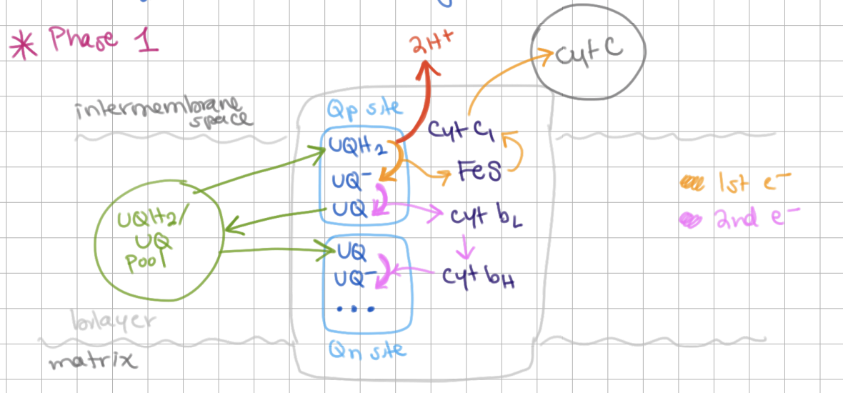 <p>Q Cycle Phase I</p><ol><li><p>QH<sub>2</sub> binds to Q<sub>p</sub> site and gets reduced to Q → releases 2H+</p></li><li><p>1st electron gets transferred to Fe-S (in Rieske subunit) → cyt c<sub>1</sub> → cyt c</p></li><li><p>2nd electron gets transferred to <u>cyt b<sub>L</sub></u> → <u>cyt b<sub>H</sub></u> → reduces Q → <u>Q-</u> in <u>Q<sub>n</sub></u> site</p></li></ol><p></p>