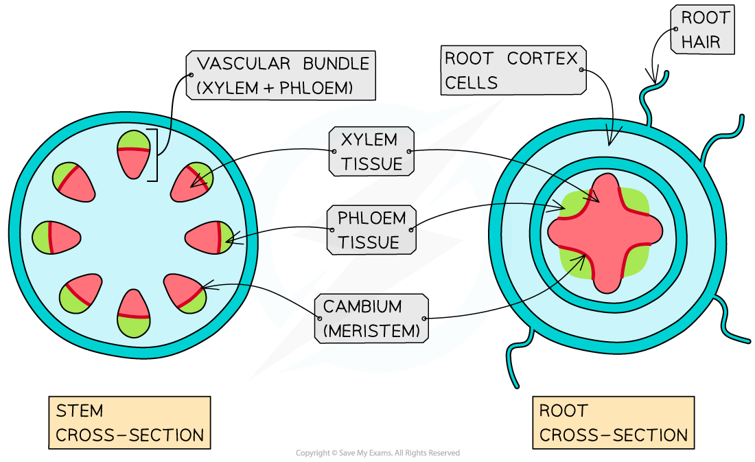 <ul><li><p>phloem is packed in regular shape(more dense)</p></li><li><p>xylem is less dense, usually darker in color on test papers</p></li></ul><p></p>