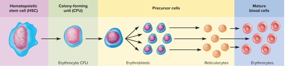 <p>Erythrocyte production</p>