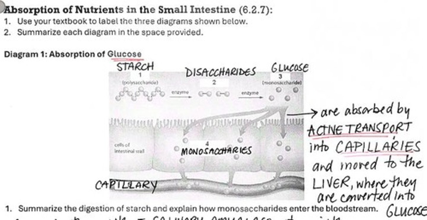 <p>Enzyme in saliva that breaks down starch.</p>