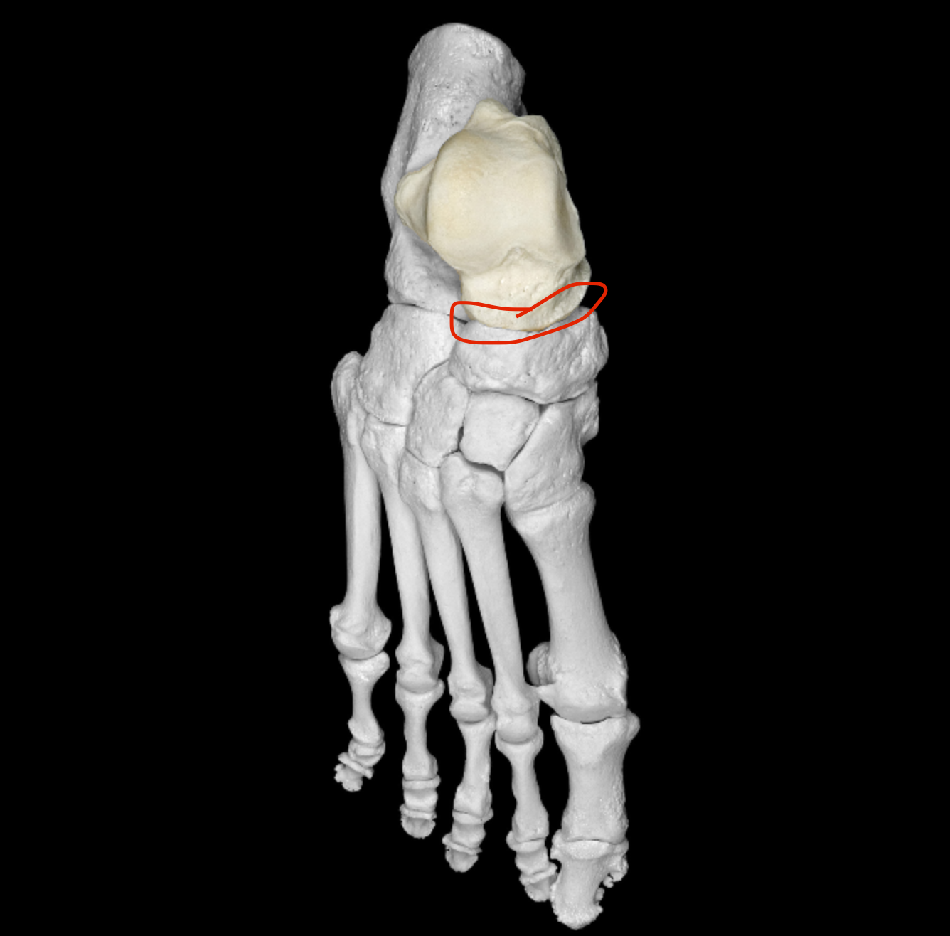 <p>anterior region of talus </p>