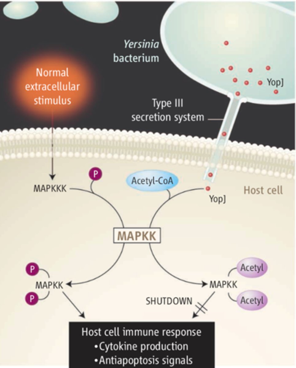 <p>uses acetyl-coenzyme A to modify serine and threonine residues in activation loop of MAPKK6, blocking phosphorylation</p>