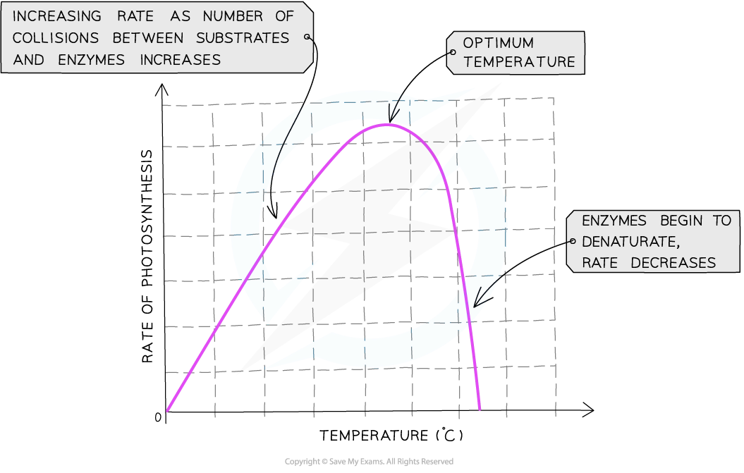 <ul><li><p>rop increasess as reaction is controlled by enzymes</p></li><li><p>this trend only continues up to a ceratin temp beyond which enz begin to denature and the rate of reaction decreases</p></li></ul><p></p>