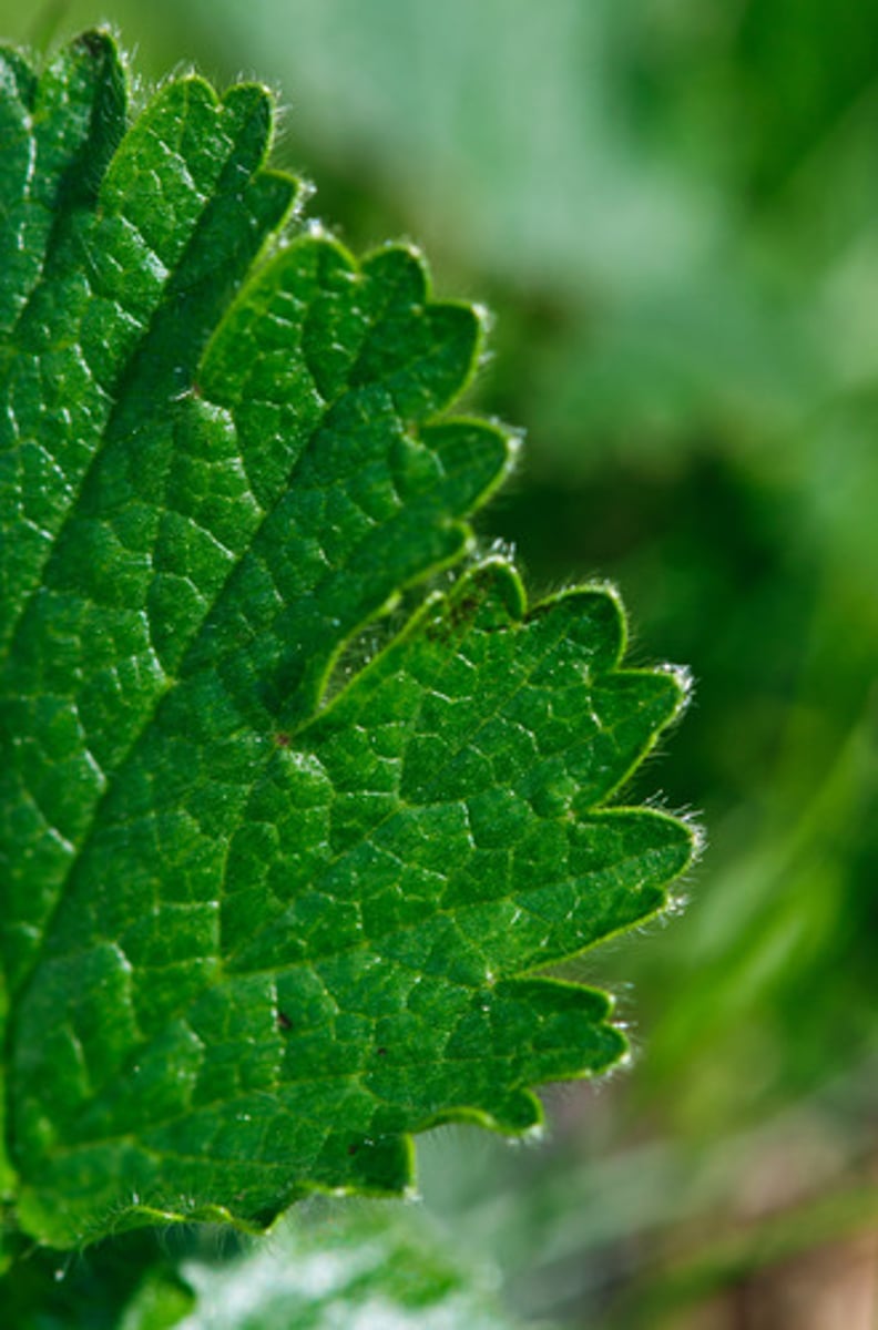 <p>The flat part of the leaf that conducts photosynthesis</p>