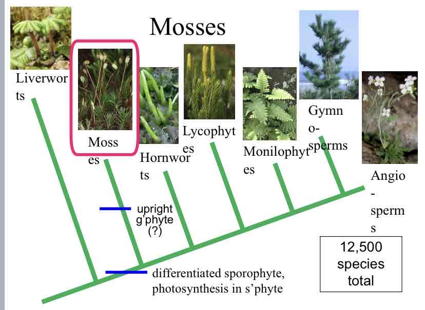 <p>Mosses</p>