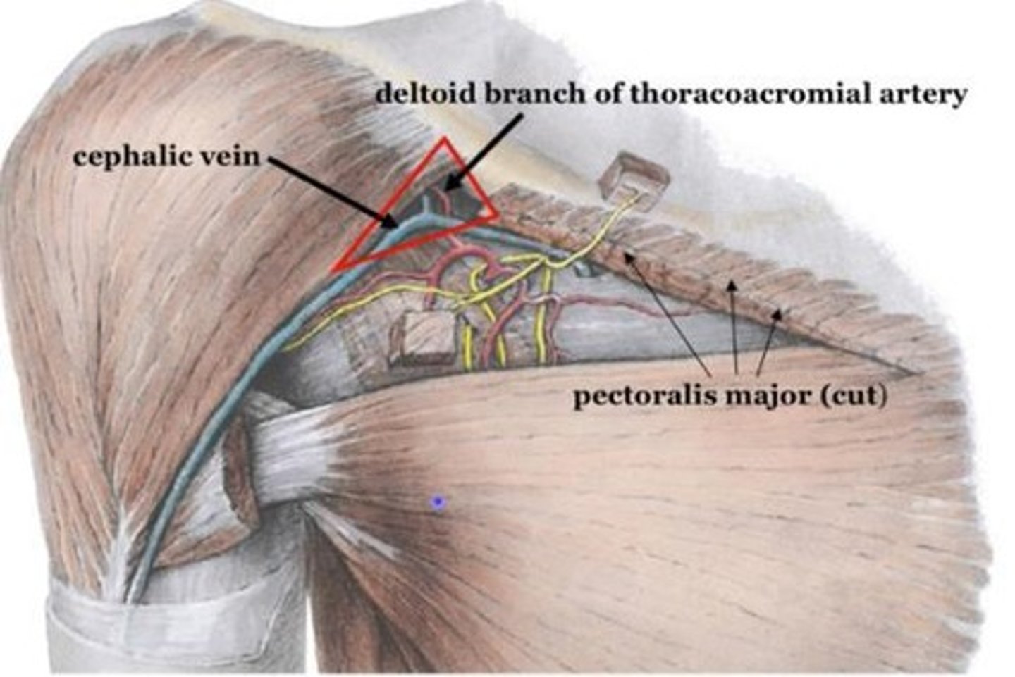 <p>Covers pectoralis minor and subclavius, united by costocoracoid membrane, and attaches to clavicle.</p>