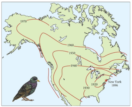 <p>movement to areas</p><p>one of the ways geographic ranges change</p><p>e.g. the movement of starlings during recent human history</p>