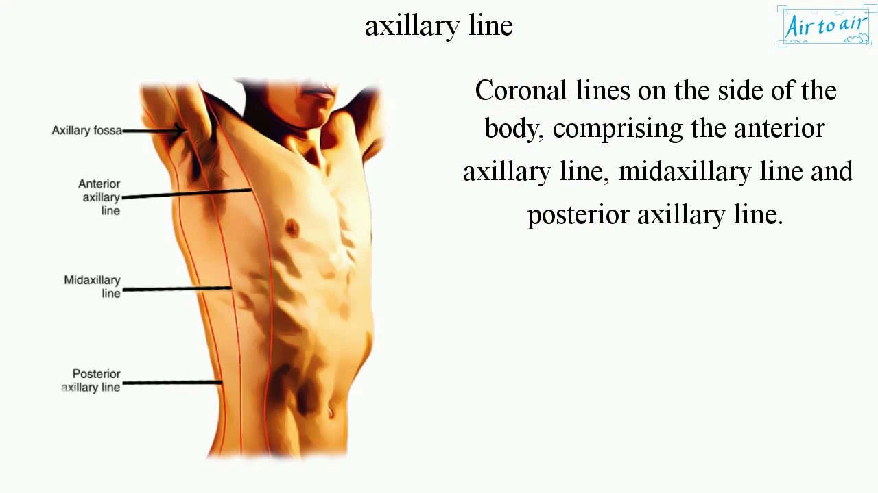 <p>Axillary line (đường nách)</p>