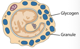 <p>play a crucial role in inflammatory &amp; immediate allergic responses. release potent inflammatory mediators (histamine, proteases, chemotaxic factors, cytokines, metabolites of arachidonic acid) that act on vasculature, smooth muscle, connective tissues, mucous glands, inflammatory cells.</p>