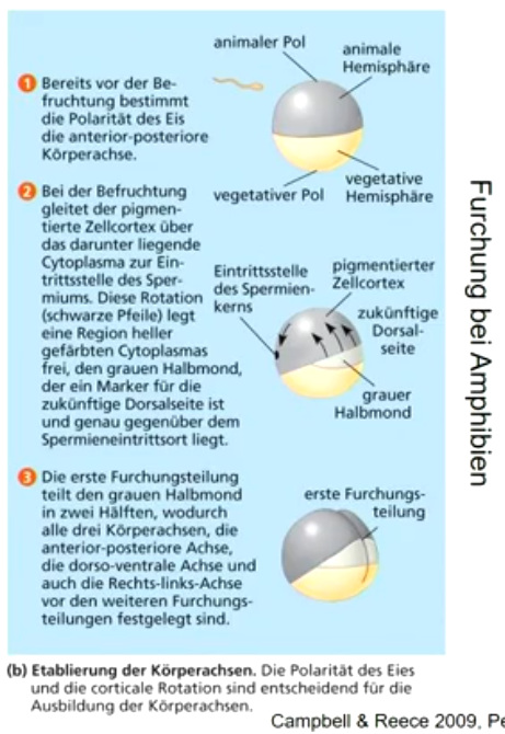 Das Ei hat einen animalischen Pol und einen vegetativen Pol 

Unter dem **animalischen Pol** liegt der Zellkern der Eizelle; 

am **vegetativen Pol** befindet sich der Dotter 

Bei Fröschen: 

Eintrittsstelle des Spermiums legt die Ebene der ersten Zellteilung fest. 

Die darauf folgende Zellteilung steht im rechten Winkel dazu und führt zum 4-Zellstadium: Dorsalseite wurde durch die Eintrittsstelle des Spermiums festgelegt.

**Furchung** (= Erste Zellteilungen) legt die **Körperachsen** fest