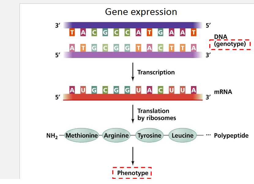 <p><strong>Genetic information</strong> is used within a cell to <strong>produce the proteins needed</strong> for the cell function </p>