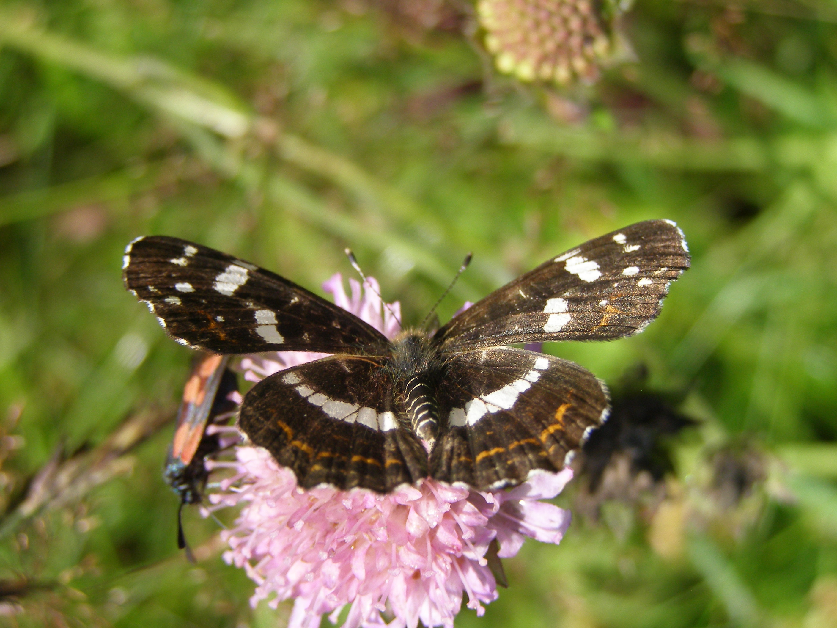 <p>Species of insect.</p>
