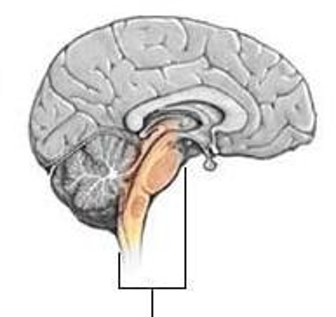 <p>Relay station for messages between body and brain.</p>