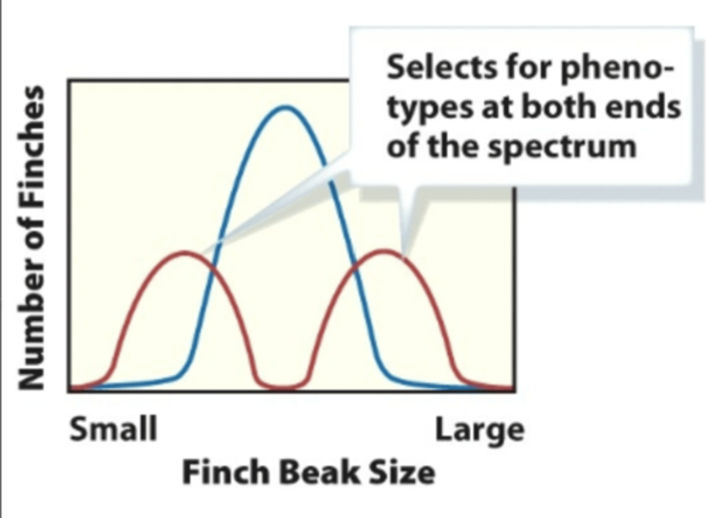 <p>birds with large or small beak sizes selected if there are only large, hard or small, soft seeds</p>