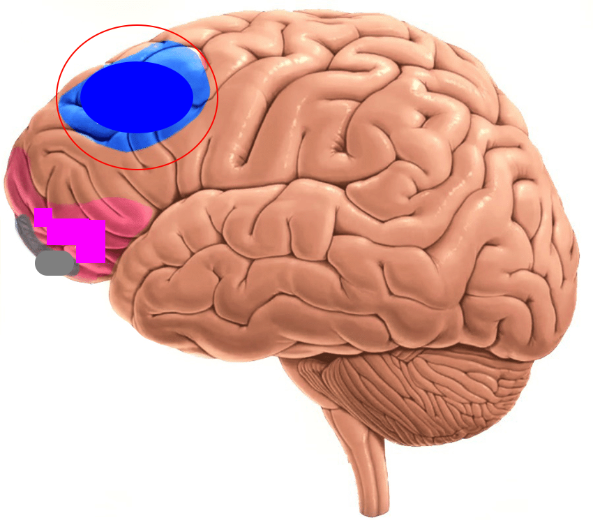 <p>Responsible for the implementation of cognitive control (e.g., planning, reasoning, working memory, etc)</p>