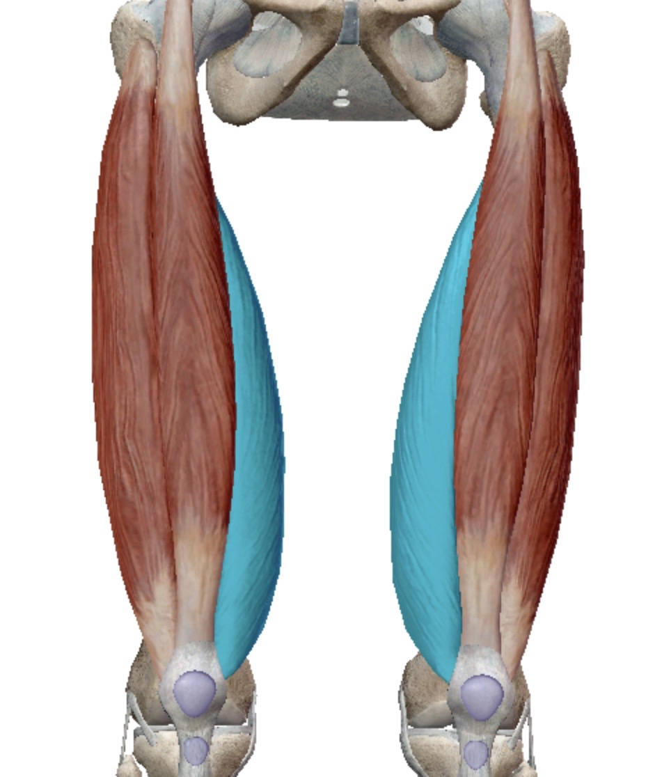 <p>Identify this muscle</p>