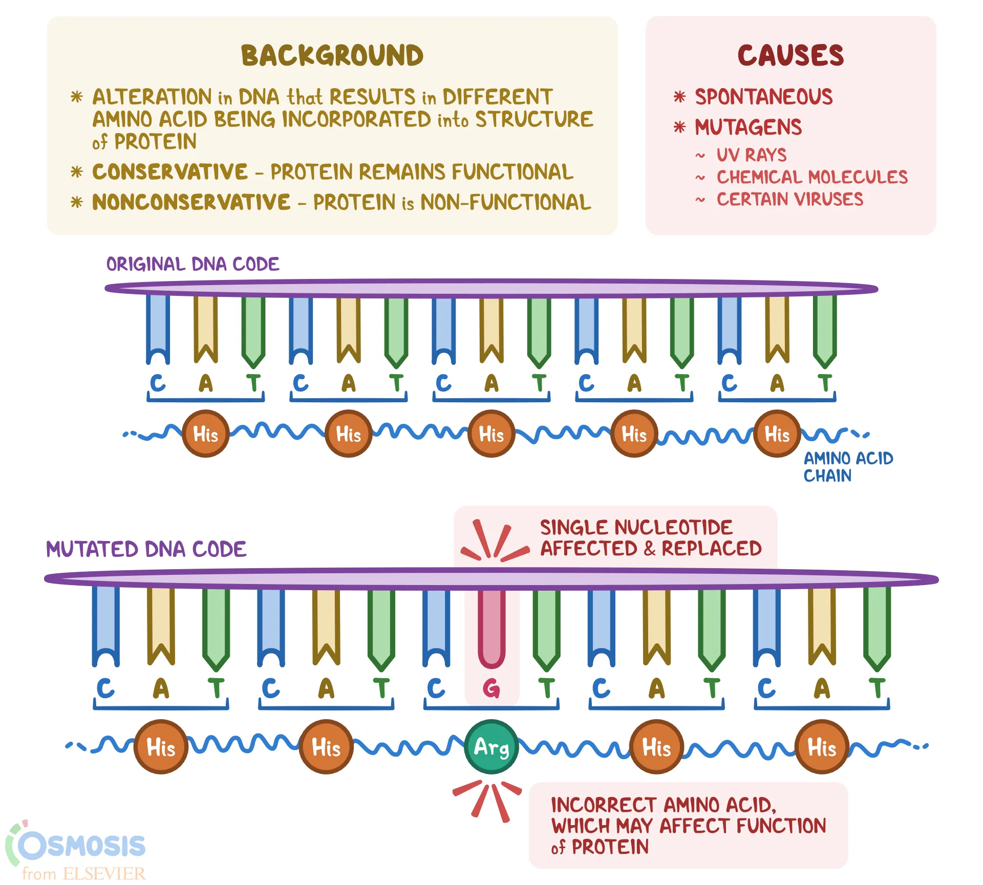 <p>substitution of wrong nucleotides into DNA sequence. Leads to addition of amino acids to growing protein chain during translation, but sometimes the amino acids are not correct. → causes either big problems like sickle cell anemia or is silent</p><p>affects one amino acid since its substitution</p>