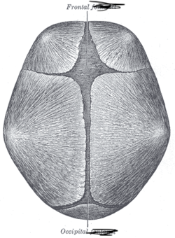 <p>allows for growth of babies skull</p>