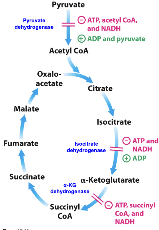 <p>Two oxidative decarboxylation steps (3 and 4)→&nbsp;Isocitrate dehydrogenase and α-ketoglutarate dehydrogenase</p><ul><li><p>Inhibited by reducing power (NADH) and ATP</p></li><li><p>α-ketoglutarate dehydrogenase also inhibited by product (negative feedback)</p></li><li><p>Stimulated by low energy (ADP)</p></li></ul><p></p>