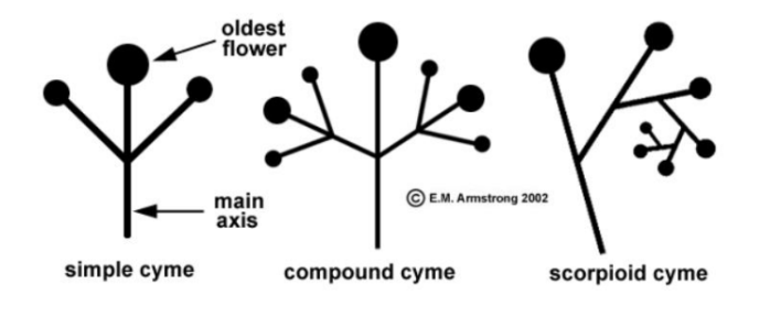 SCORPIOID CYME