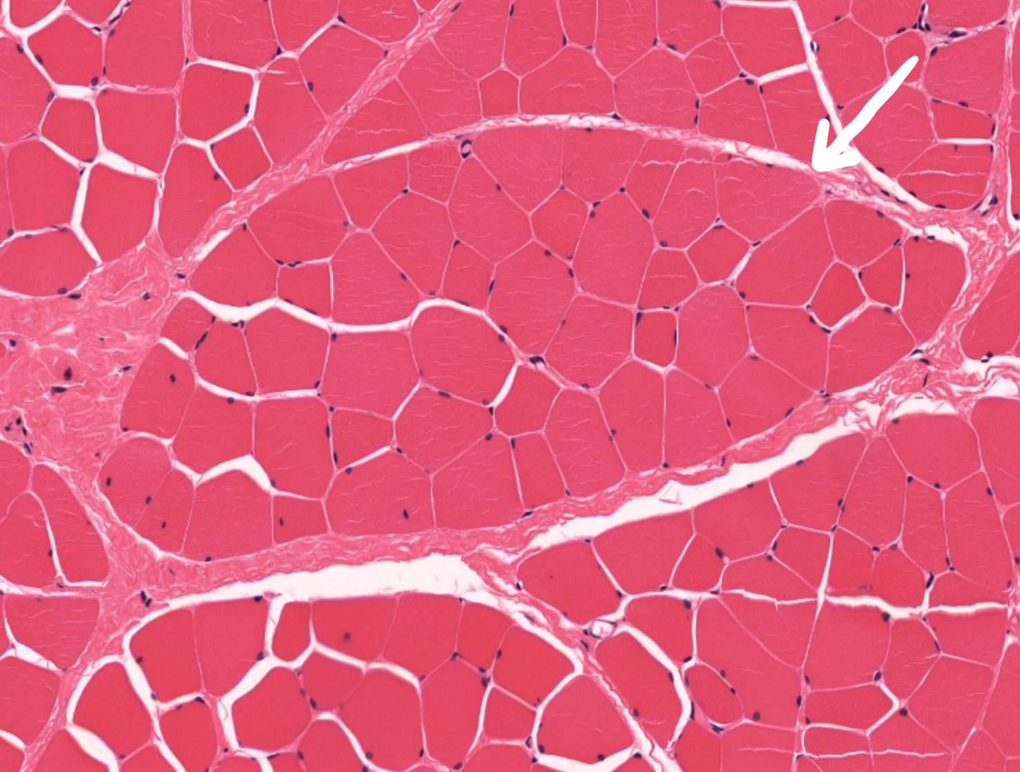 <p>What is this </p>