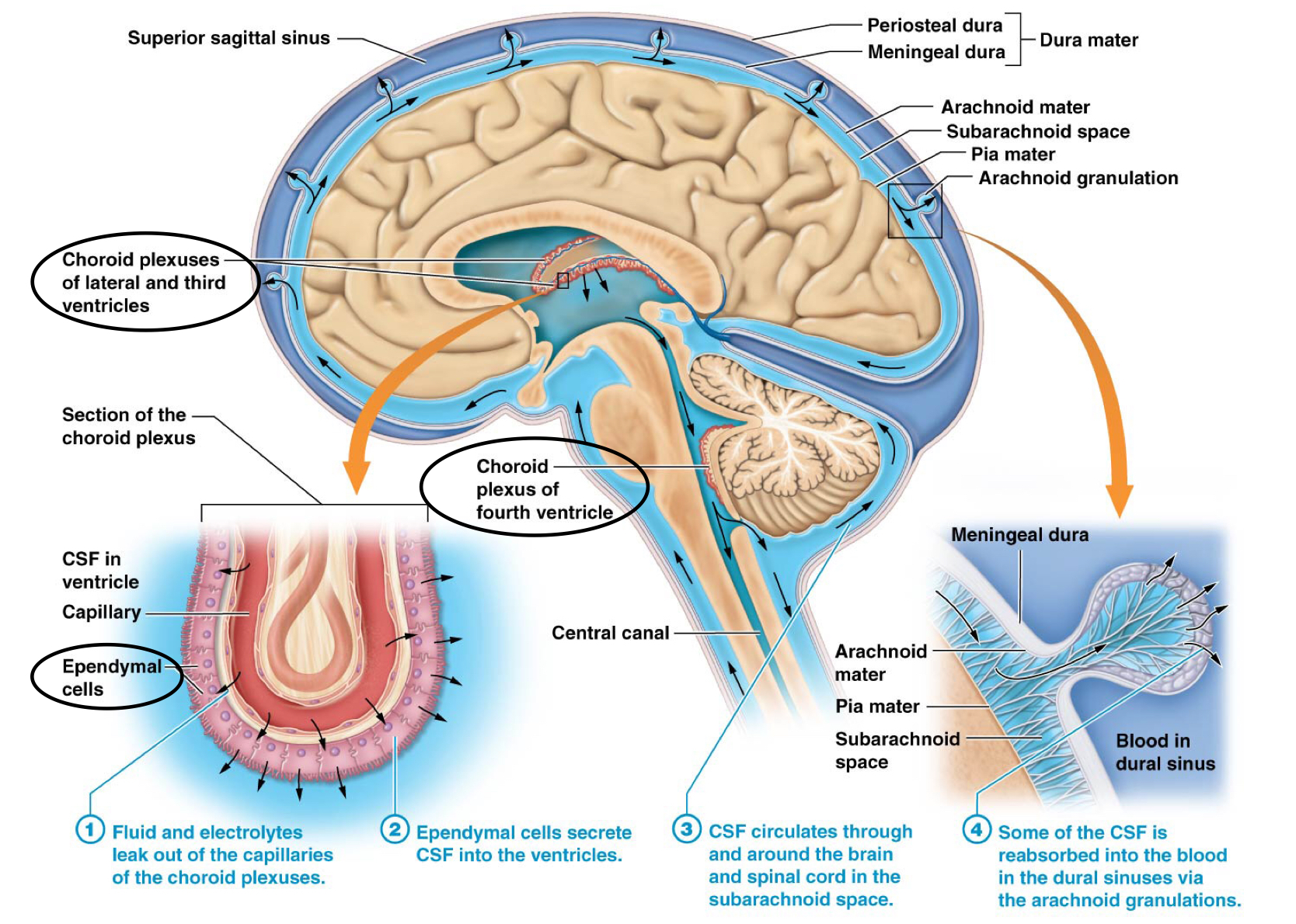 <p>It forms the cerebral spinal fluid</p>
