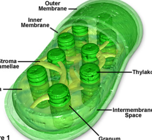 <p>Converts the Sun’s energy into food (sugar)</p>