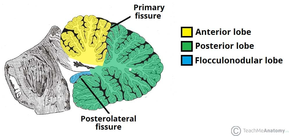 <p><span><span>Two hemispheres, joined in the midline by the vermis</span></span></p><p><span><span>Divided into anterior, posterior and flocculonodular lobes</span></span></p>
