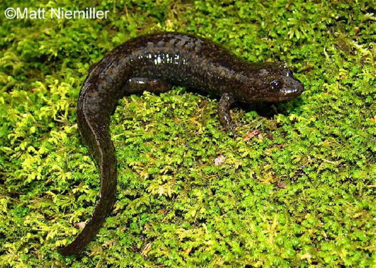 <p>A large species (3.5 to 5.0 inches in length) with black, brown, or gray back is typically marked with two rows of irregular yellowish to grayish blotches. The tail is laterally compressed and strongly keeled above. The Head is flattened and wedge-shaped.</p>