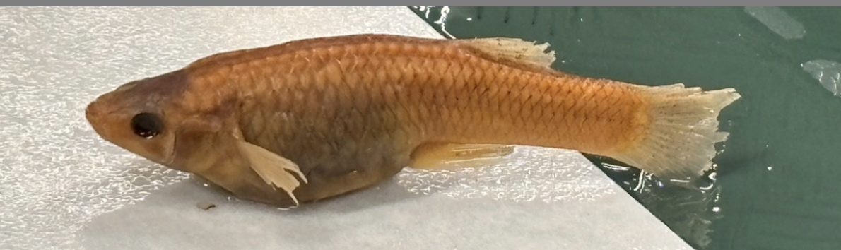 <p>Mosquitofish<strong> Family</strong></p>